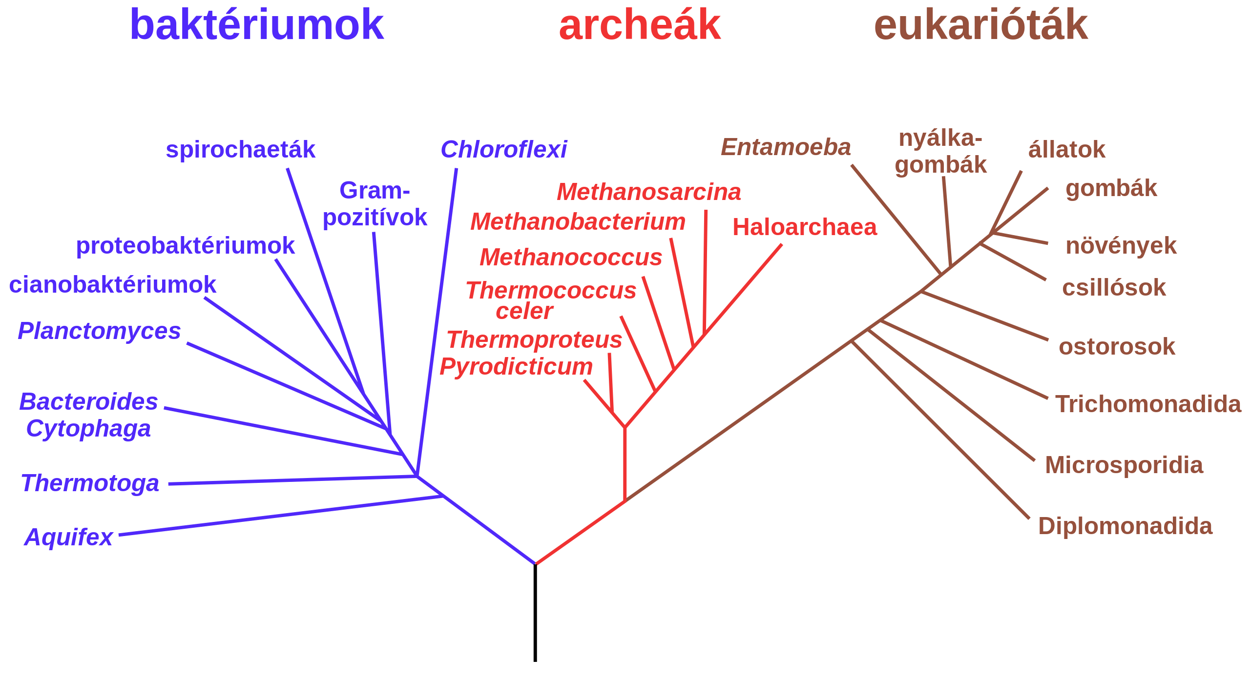 Az élőlények filogenetikai leszármazása
